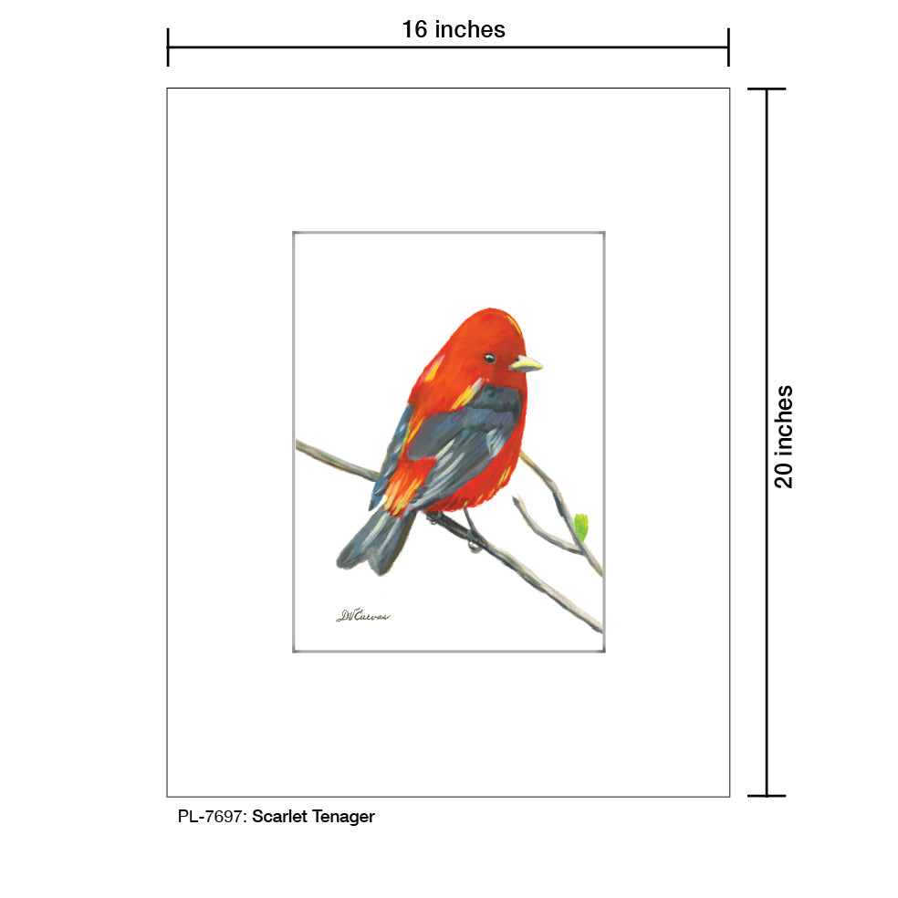 Scarlet Tenager, Print (#7697)