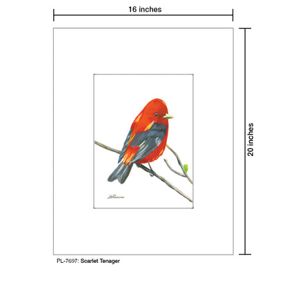 Scarlet Tenager, Print (#7697)