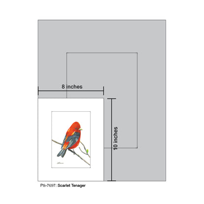 Scarlet Tenager, Print (#7697)