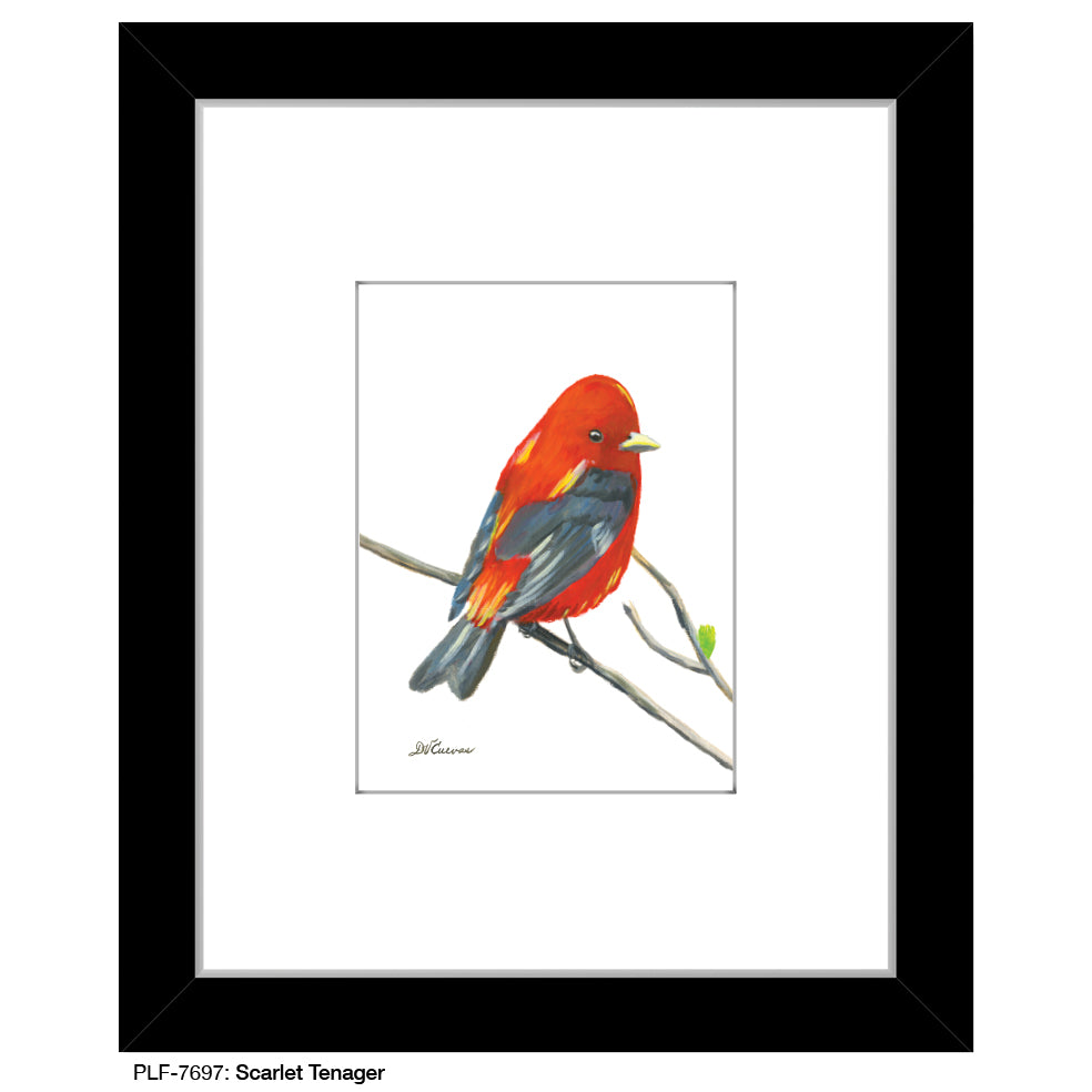 Scarlet Tenager, Print (#7697)