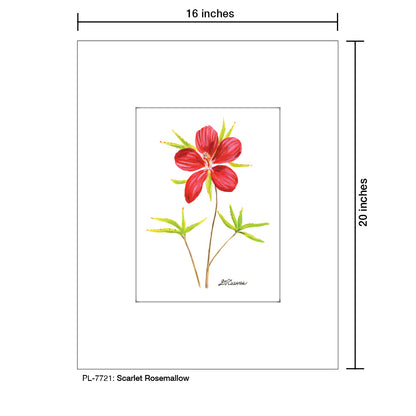 Scarlet Rosemallow, Print (#7721)