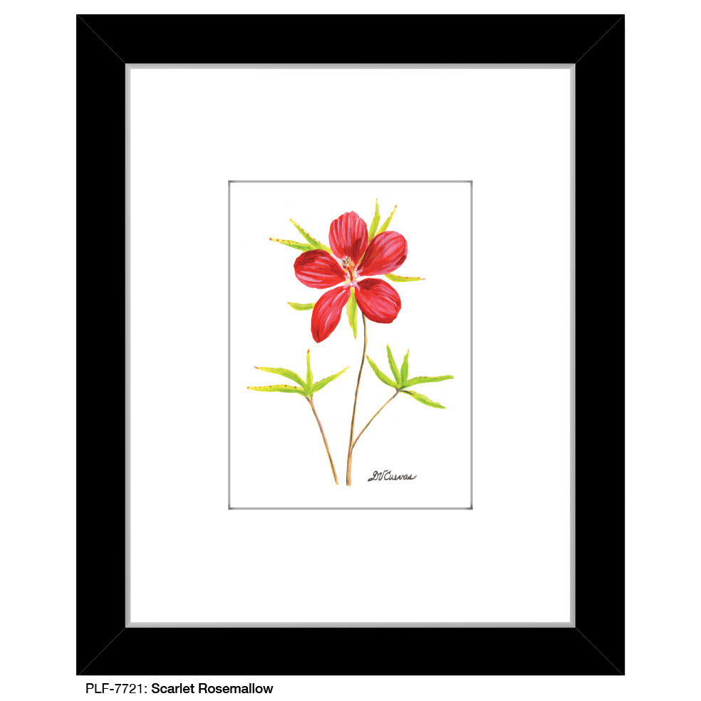 Scarlet Rosemallow, Print (#7721)