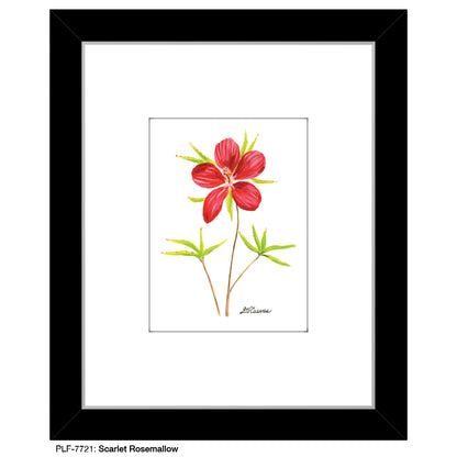 Scarlet Rosemallow, Print (#7721)