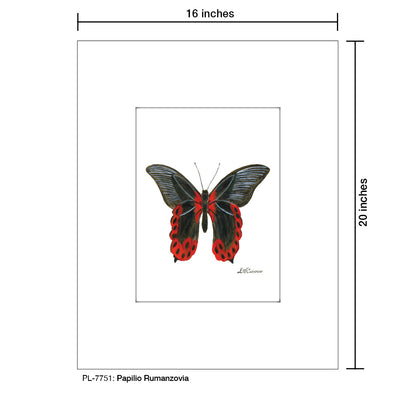 Papilio Rumanzovia, Print (#7751)