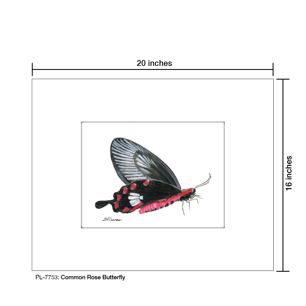 Common Rose Butterfly, Print (#7753)