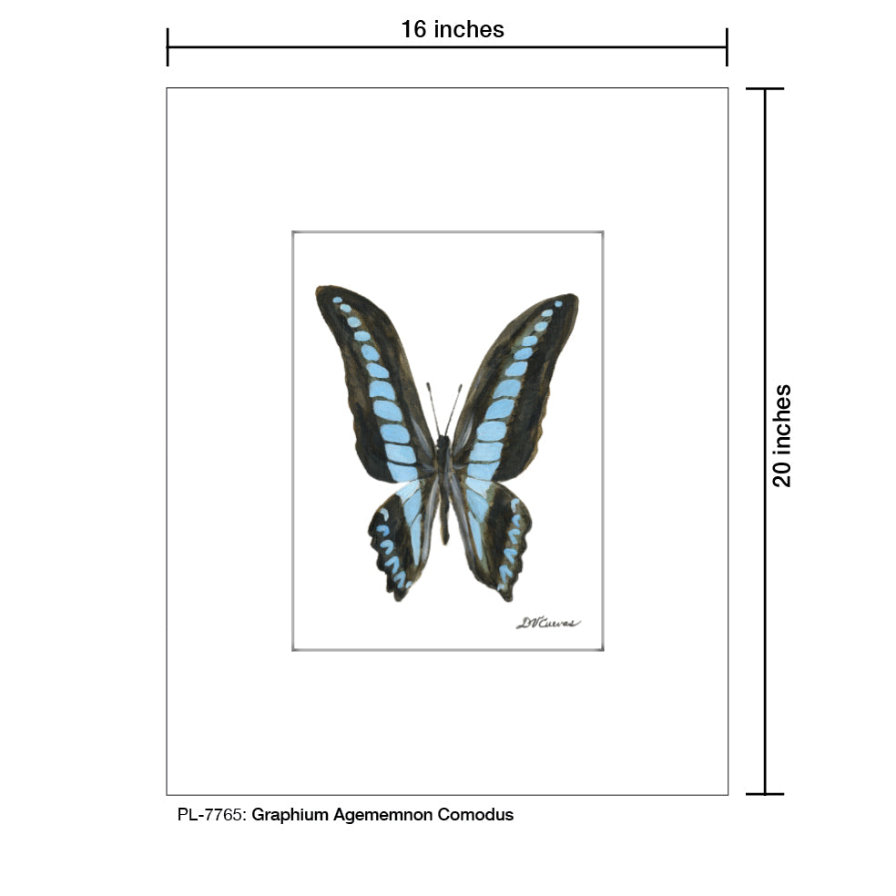 Graphium Agememnon Comodus, Print (#7765)