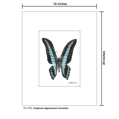 Graphium Agememnon Comodus, Print (#7765)