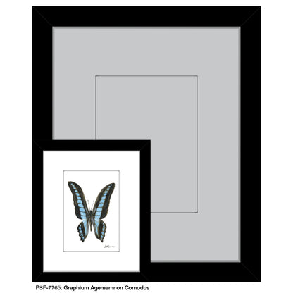 Graphium Agememnon Comodus, Print (#7765)