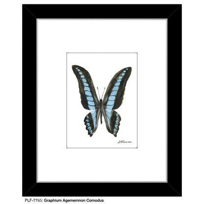 Graphium Agememnon Comodus, Print (#7765)