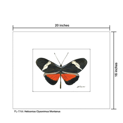 Heliconius Clysonimus Montanus, Print (#7768)