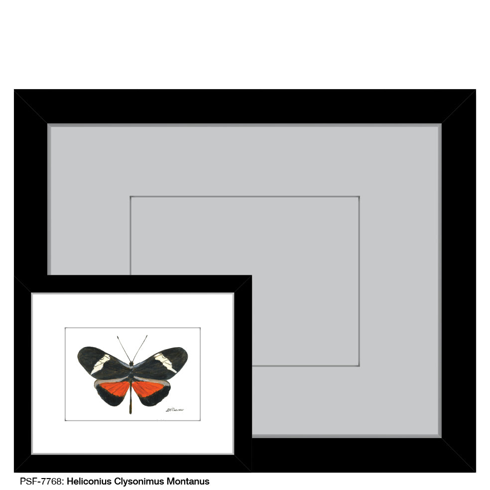 Heliconius Clysonimus Montanus, Print (#7768)