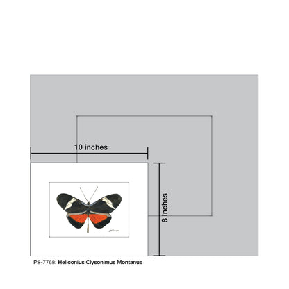 Heliconius Clysonimus Montanus, Print (#7768)