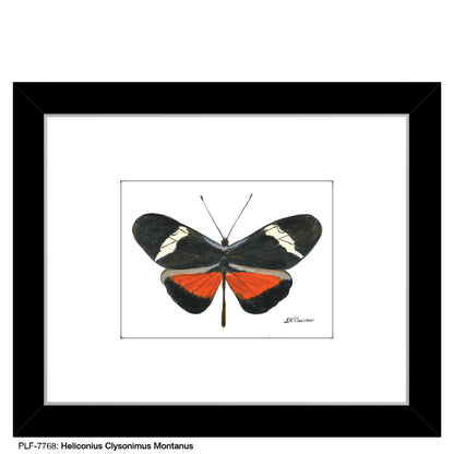 Heliconius Clysonimus Montanus, Print (#7768)