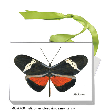 Heliconius Clysonimus Montanus (MC-7768)