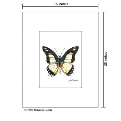 Charaxes Nobillis, Print (#7769)