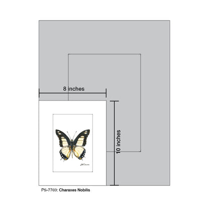 Charaxes Nobillis, Print (#7769)