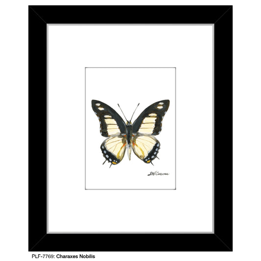 Charaxes Nobillis, Print (#7769)