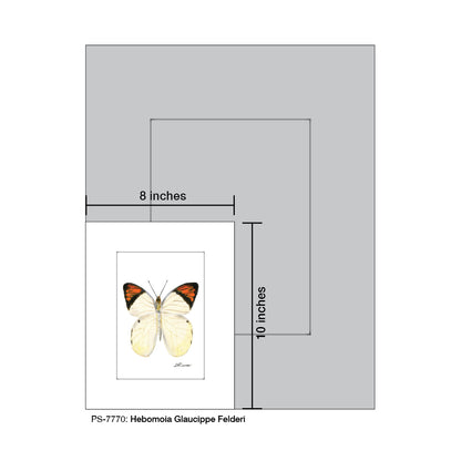 Hebomoia Glaucippe Felderi, Print (#7770)