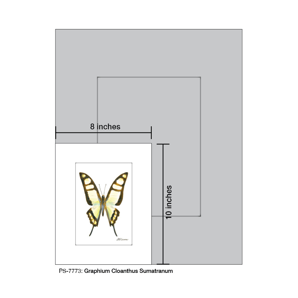 Graphium Cloanthus Sumatranum, Print (#7773)