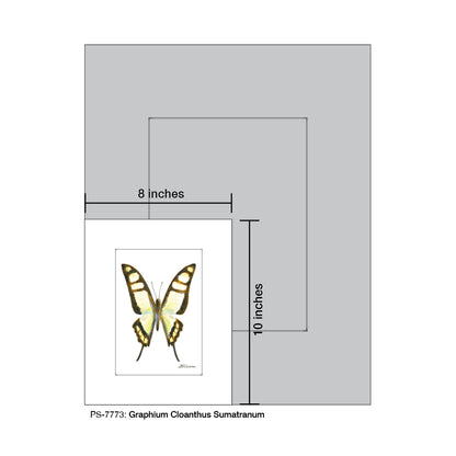 Graphium Cloanthus Sumatranum, Print (#7773)