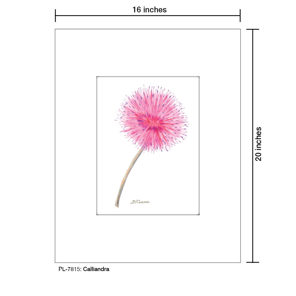 Calliandra, Print (#7815)