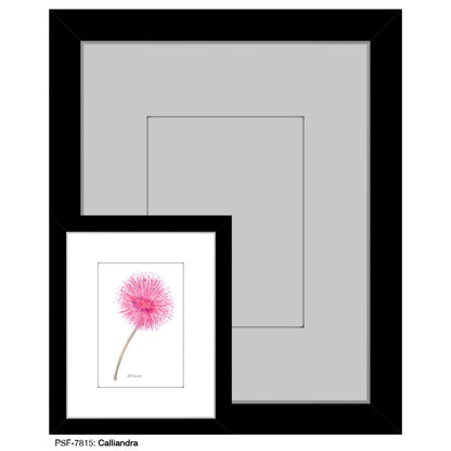 Calliandra, Print (#7815)