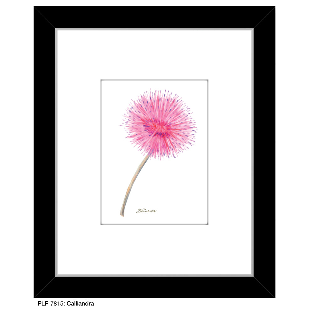 Calliandra, Print (#7815)