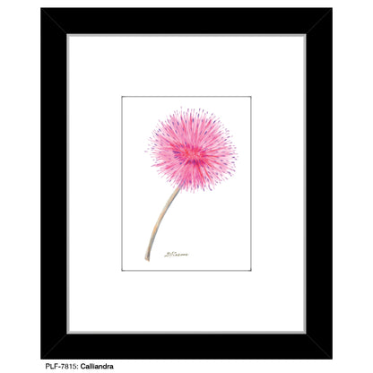 Calliandra, Print (#7815)