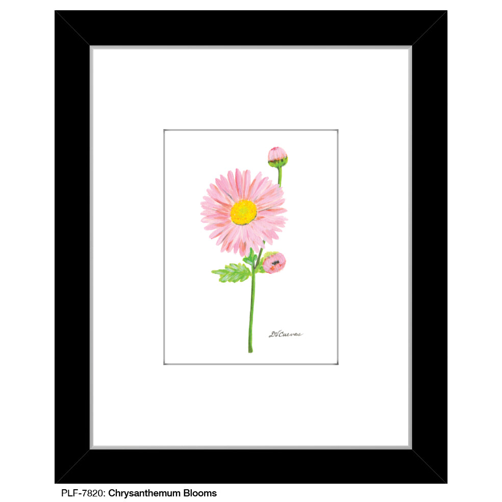 Chrysanthemum Blooms, Print (#7820)