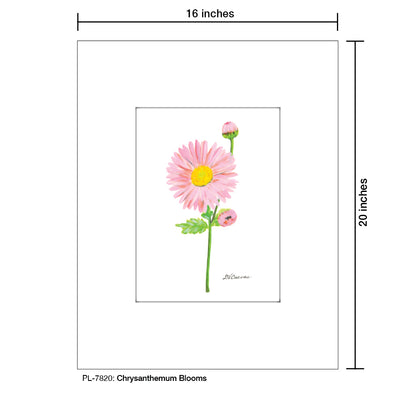 Chrysanthemum Blooms, Print (#7820)