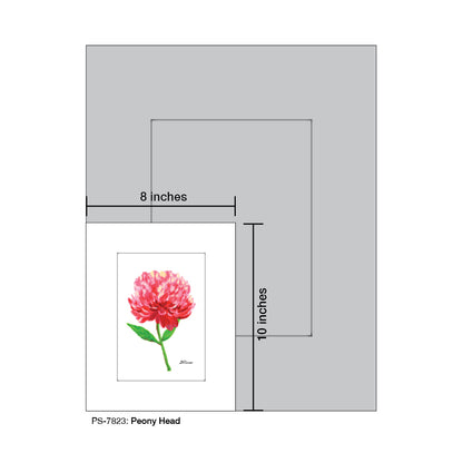 Peony Head, Print (#7823)