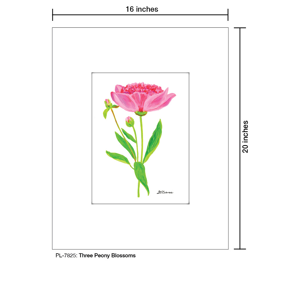 Three Peony Blossoms, Print (#7825)