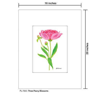 Three Peony Blossoms, Print (#7825)