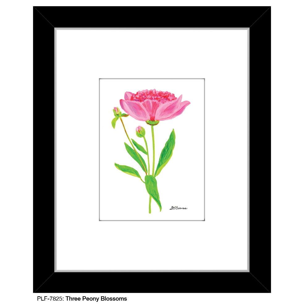 Three Peony Blossoms, Print (#7825)