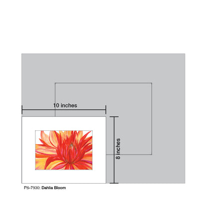 Dahlia Bloom, Print (#7930)