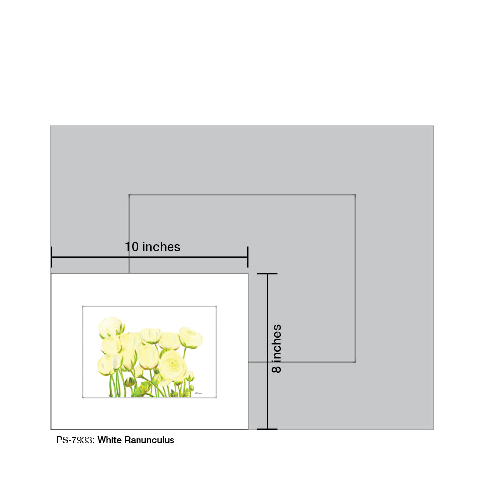 White Ranunculus, Print (#7933)