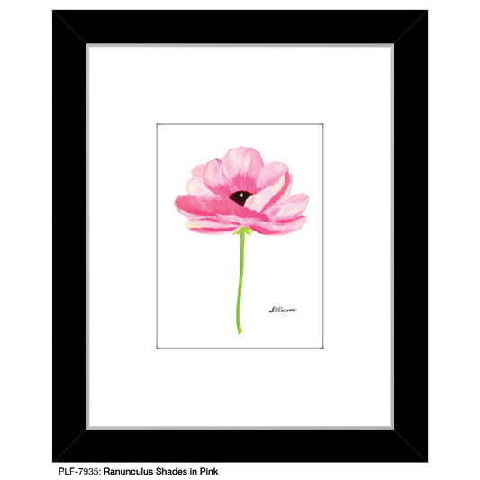 Ranunculus Shades in Pink, Print (#7935)