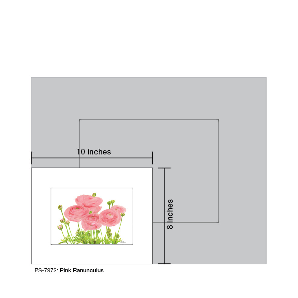 Pink Ranunculus, Print (#7972)