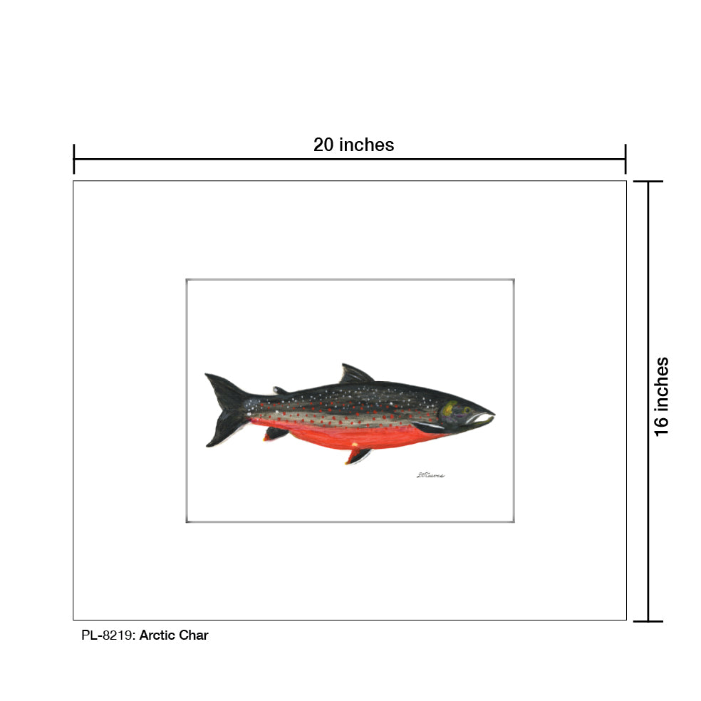 Arctic Char, Print (#8219)