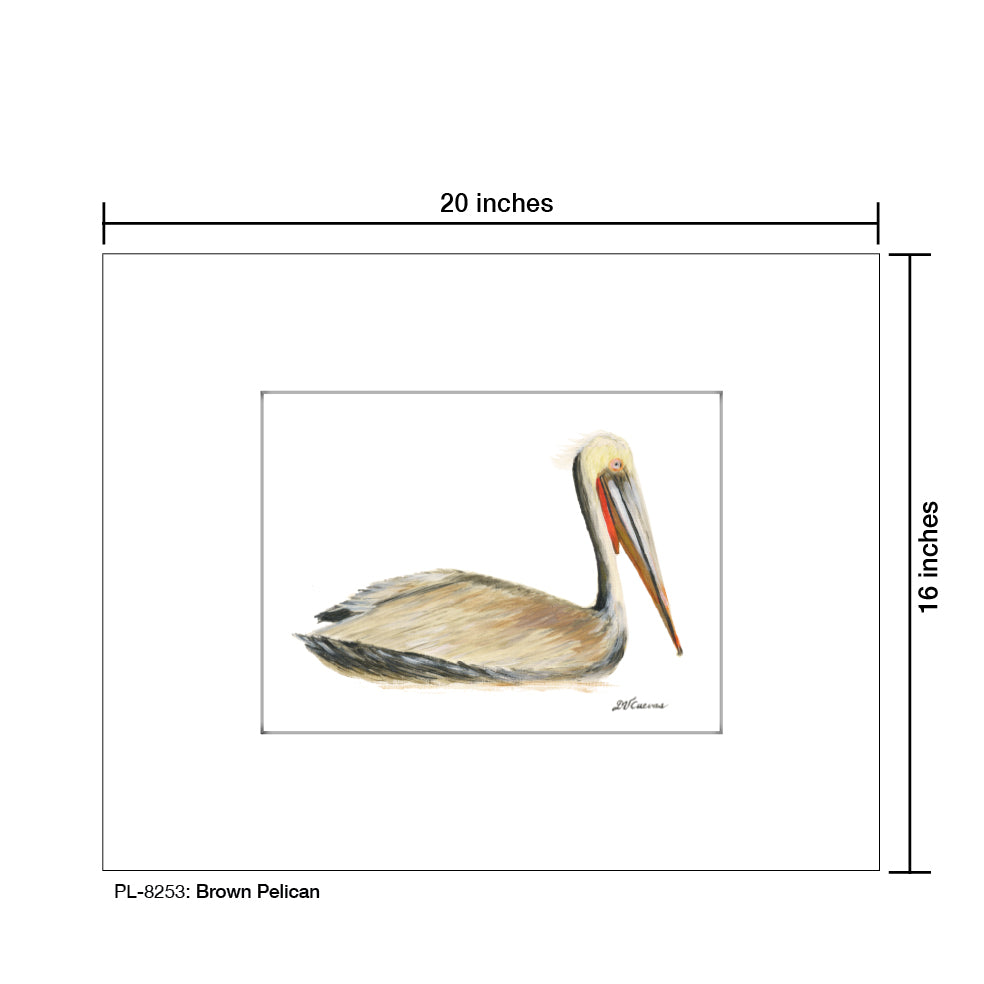 Brown Pelican, Print (#8253)