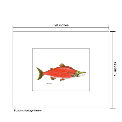 Sockeye Salmon, Print (#8261)