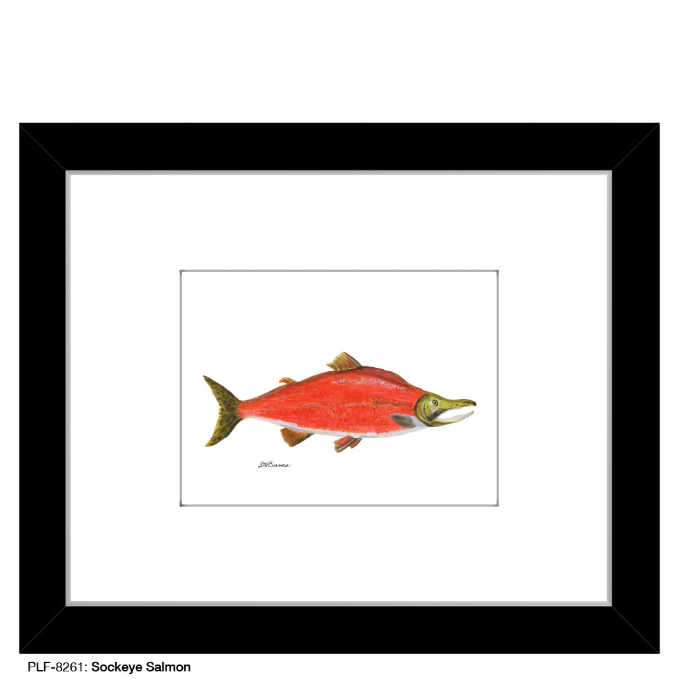 Sockeye Salmon, Print (#8261)