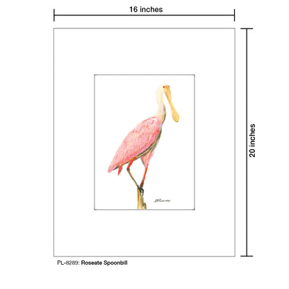 Roseate Spoonbill, Print (#8289)