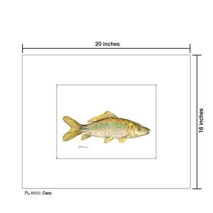 Carp, Print (#8455)