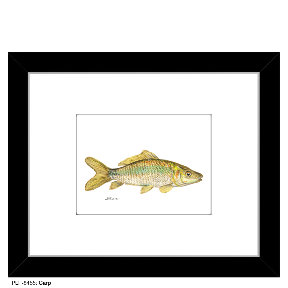 Carp, Print (#8455)