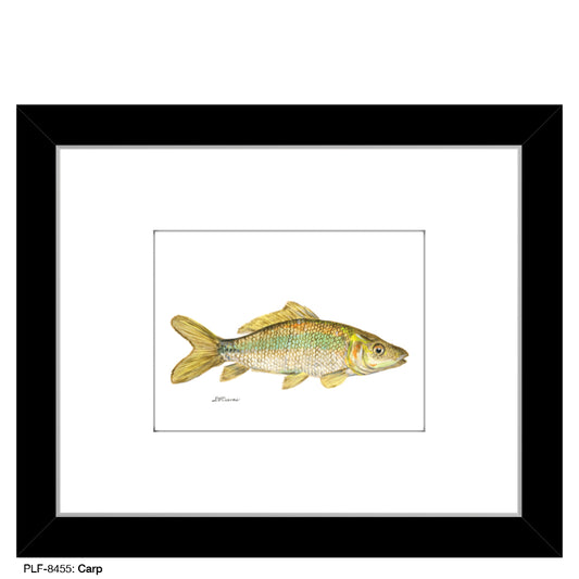 Carp, Print (#8455)