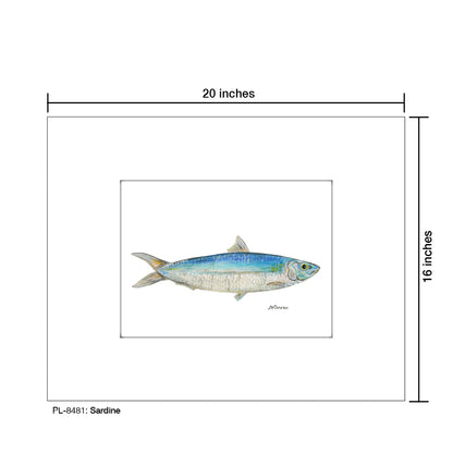 Sardine, Print (#8481)