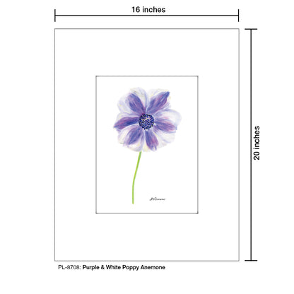 Purple & White Poppy Anemone, Print (#8708)