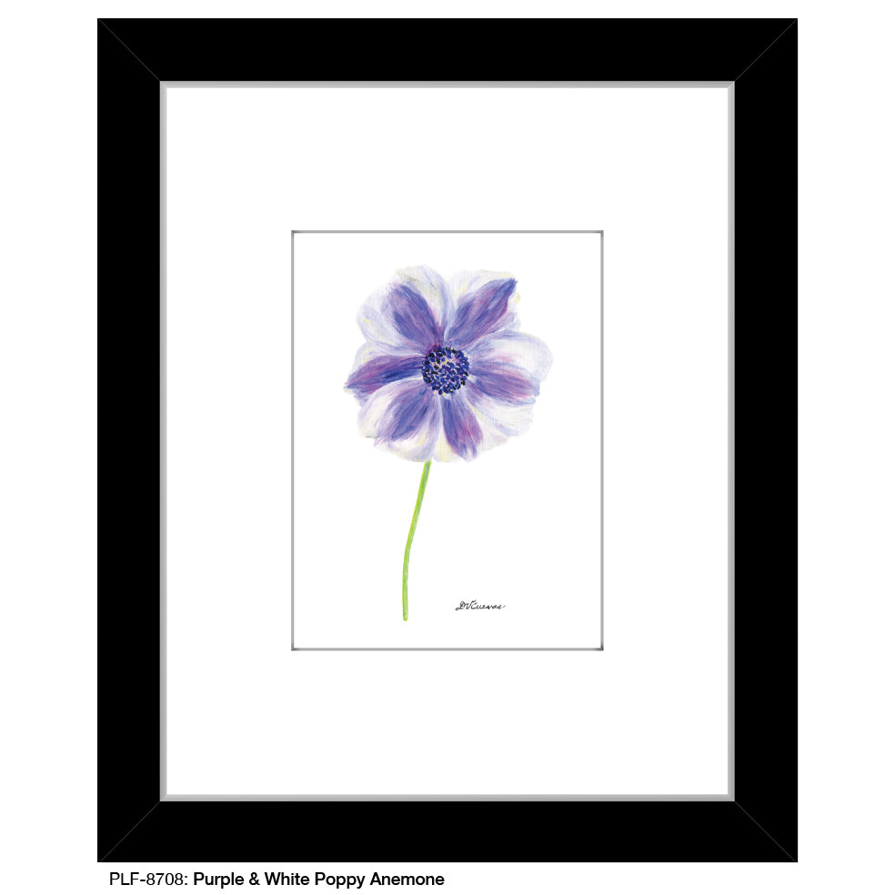 Purple & White Poppy Anemone, Print (#8708)