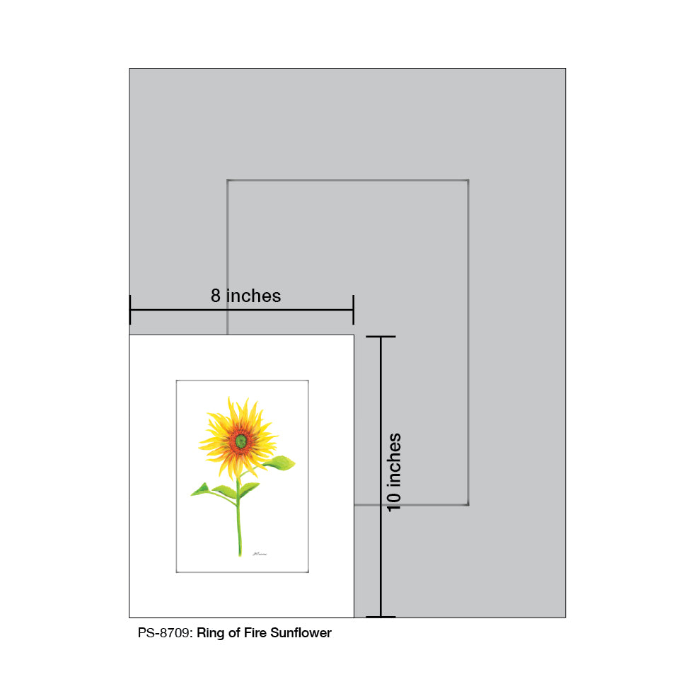 Ring of Fire Sunflower, Print (#8709)